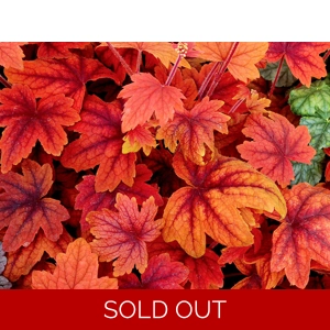 Heucherella 'Sweet Tea'